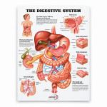 Digestive System Chart
